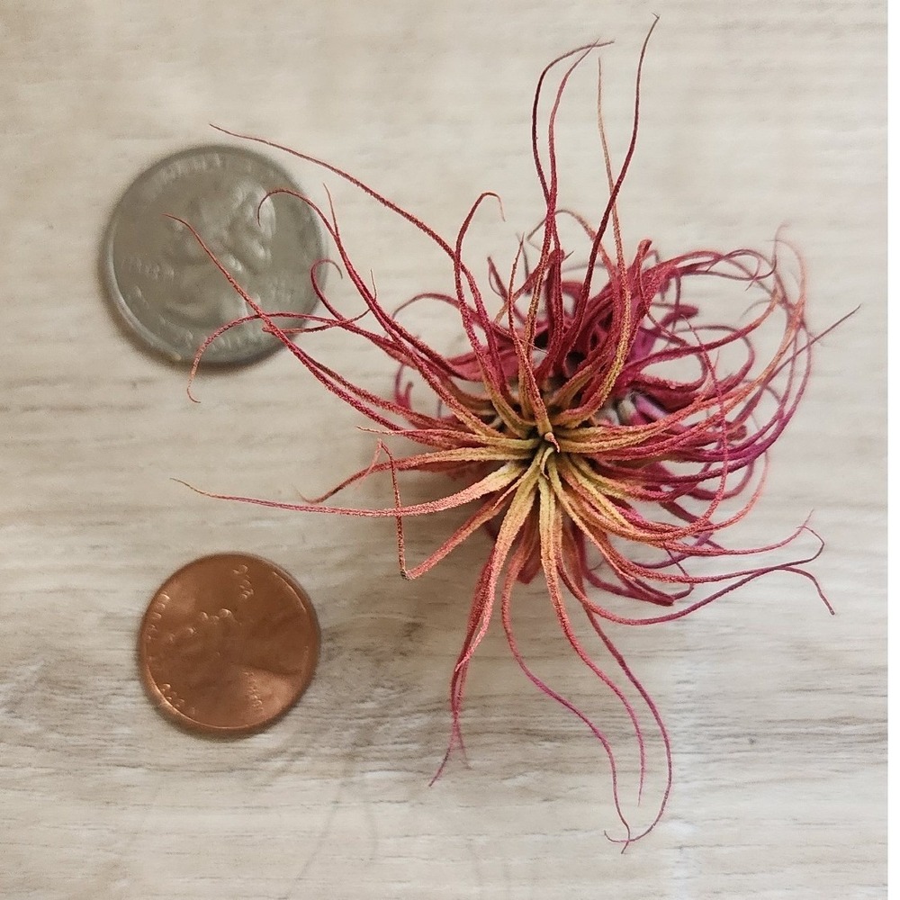 Pink Magenta Small Dried Airplant Tillandsia Preserved Decorative Specimen